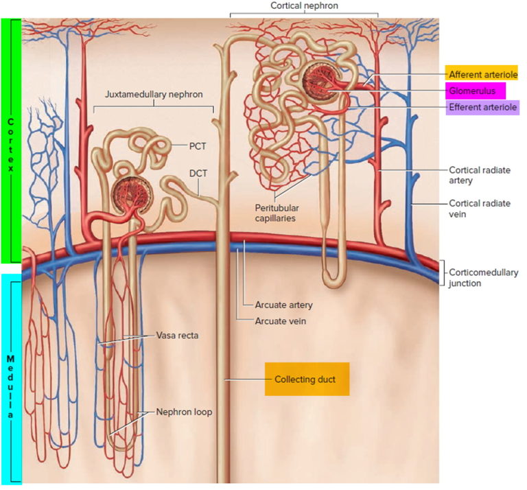 Glomerular filtration location, glomerular filtration rate range and