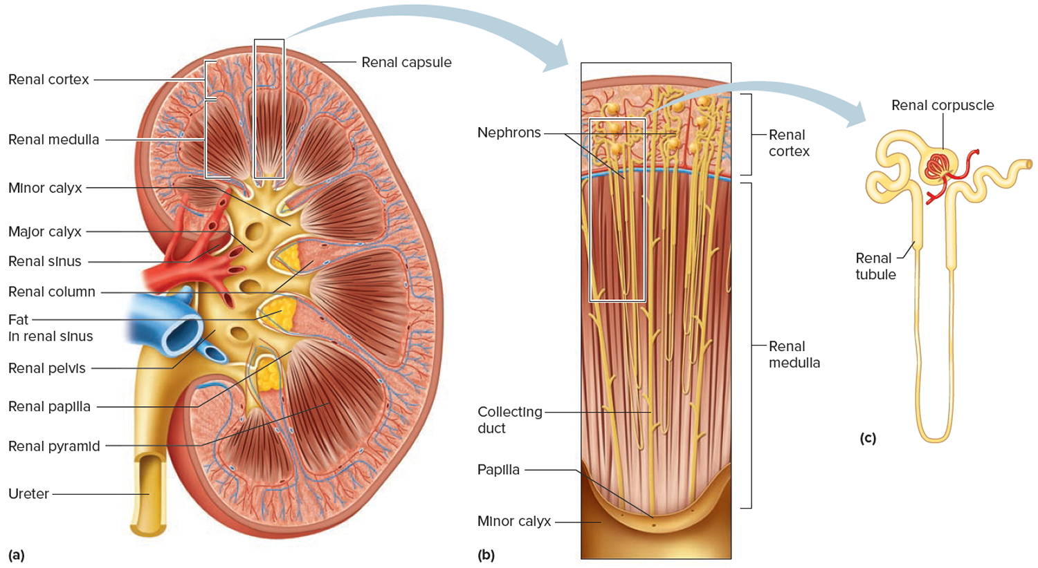Glomerular filtration location, glomerular filtration rate range and