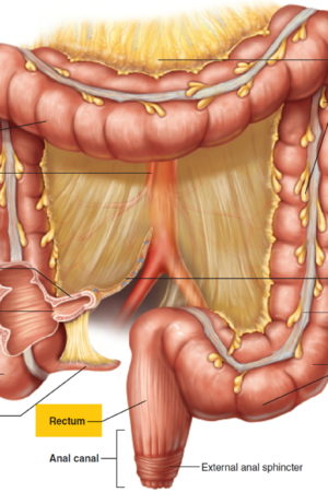 large intestine
