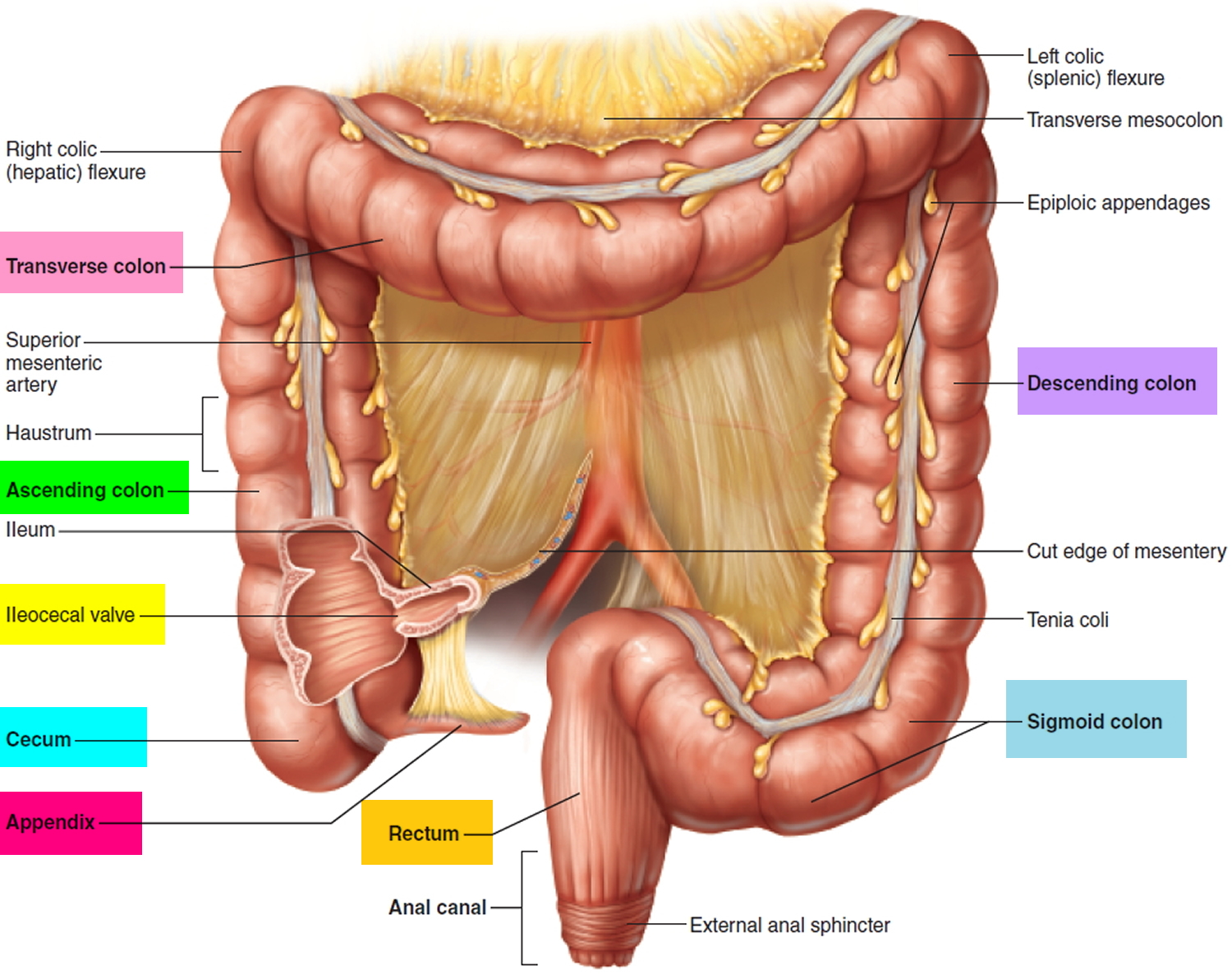Large Intestine Anatomy Function Location Length And Role In Digestion