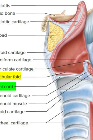 larynx