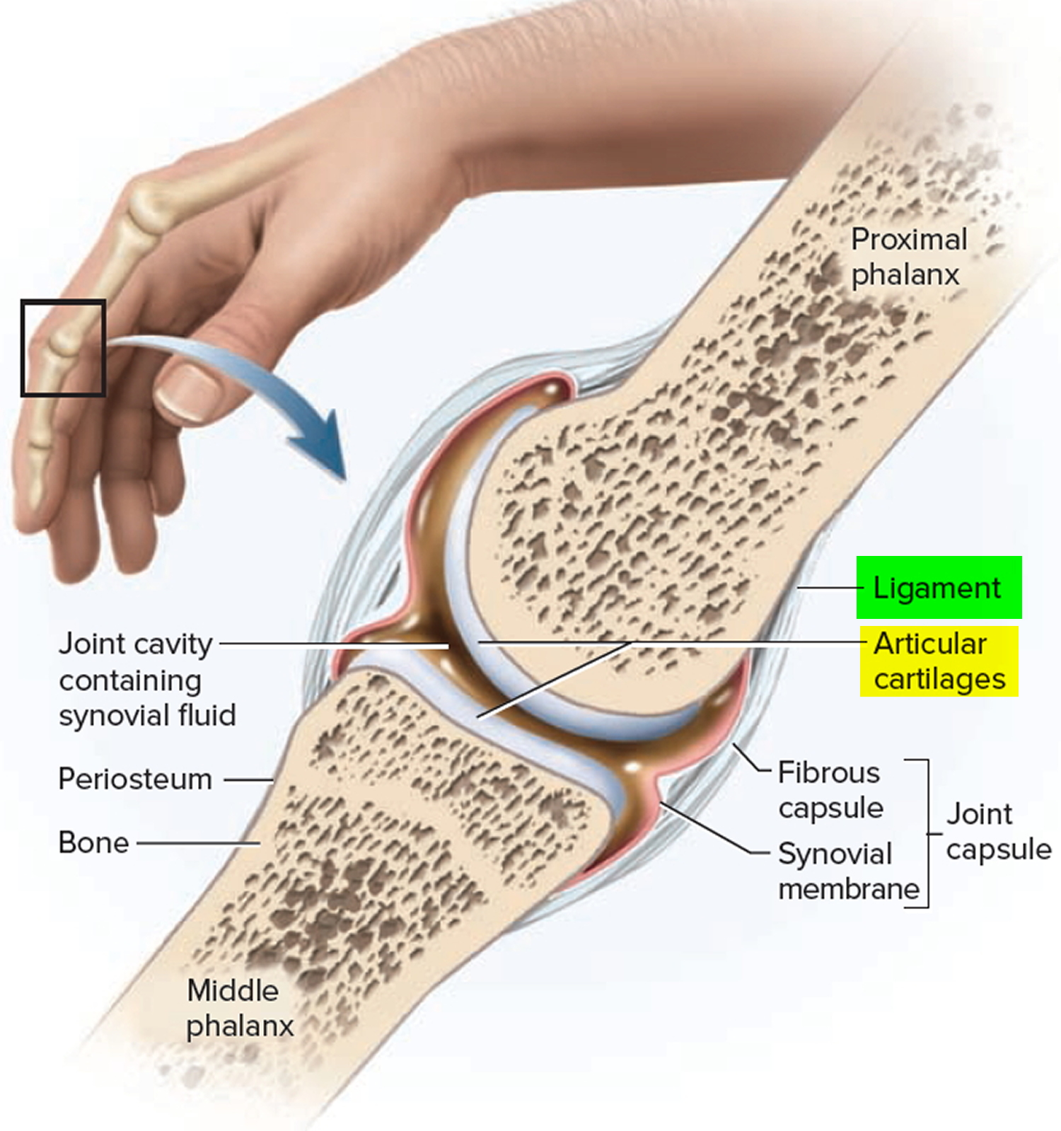 Ligaments Thumb, Shoulder, Elbow, Hip, Knee and Ankle Ligaments