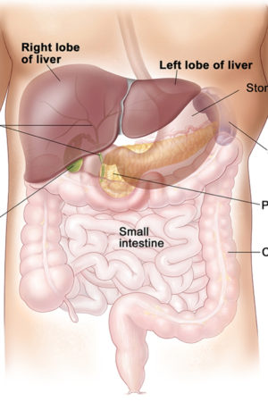 liver