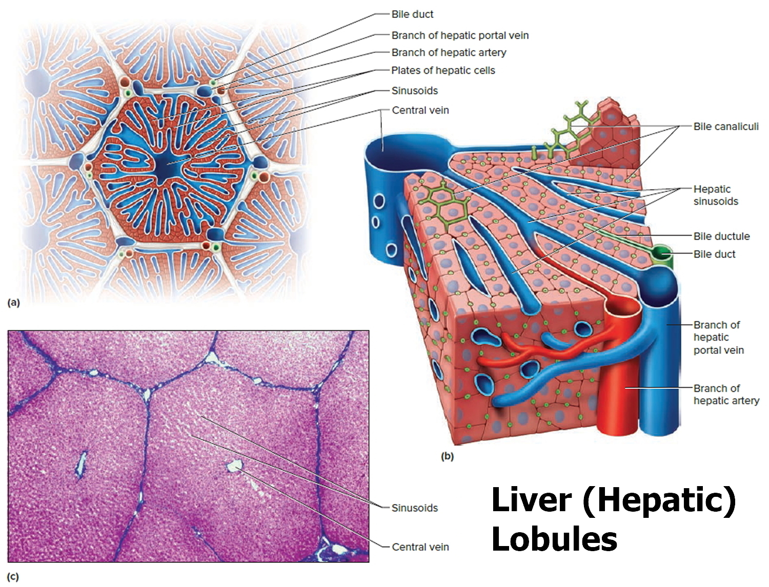 liver-enzymes-causes-of-elevated-or-high-liver-enzymes