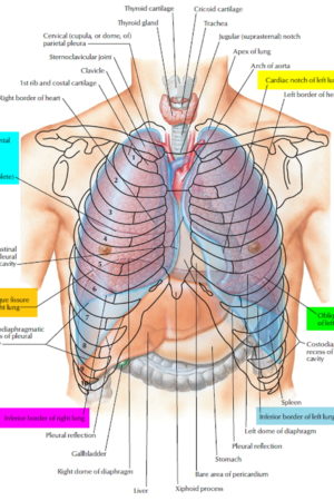 lungs anatomy