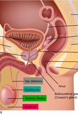 male-reproductive-system