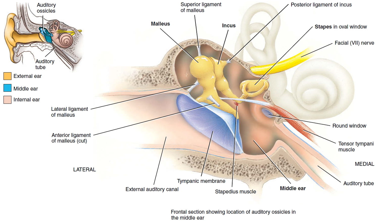 Кости среднего уха человека. Строение среднего уха человека анатомия. Связки слуховых косточек. Связки барабанной полости. Среднее ухо барабанная полость.