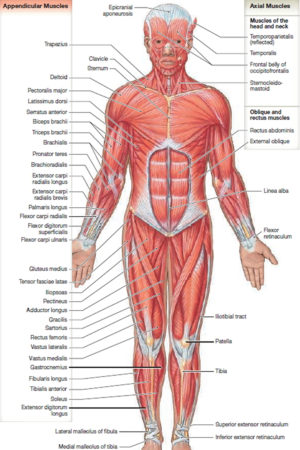 muscle anatomy