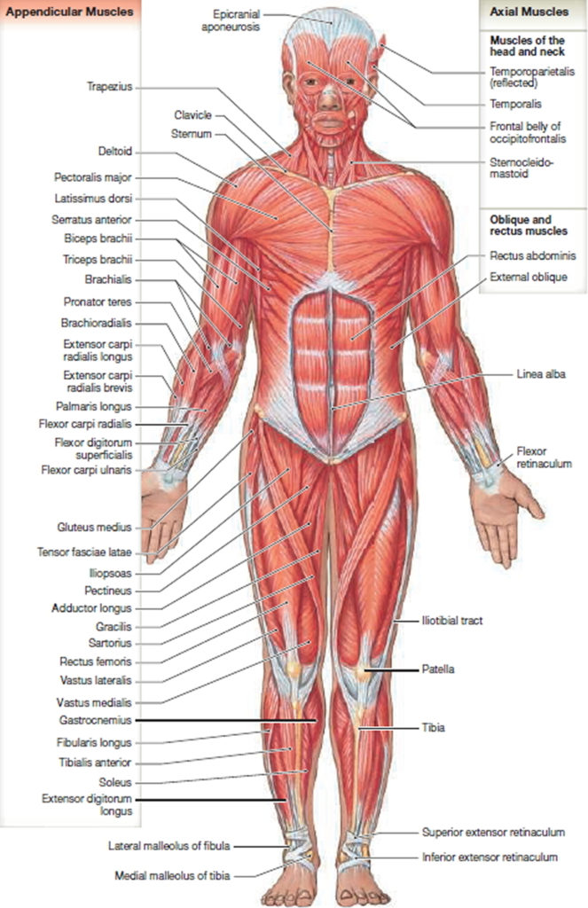 Muscle Anatomy - Skeletal Muscles - Groin Muscles - Calf ... labeled skeletal diagram 