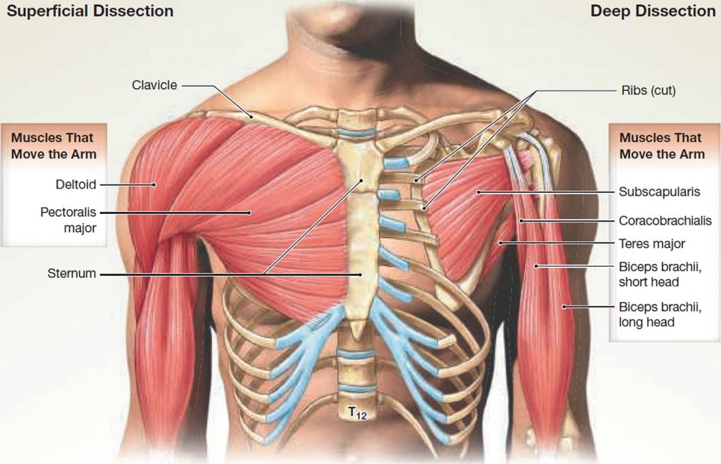 Muscle Anatomy - Skeletal Muscles - Groin Muscles - Calf Muscles