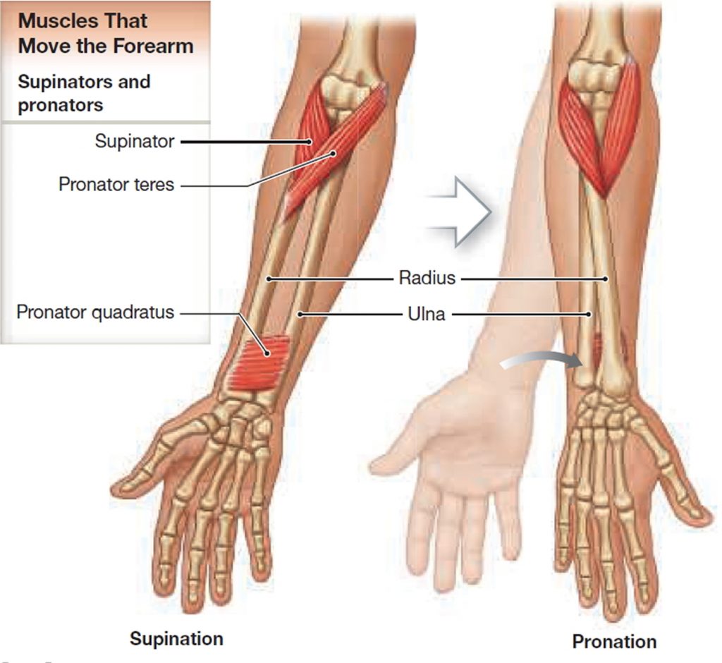 Muscle Anatomy Skeletal Muscles Groin Muscles Calf Muscles 0494