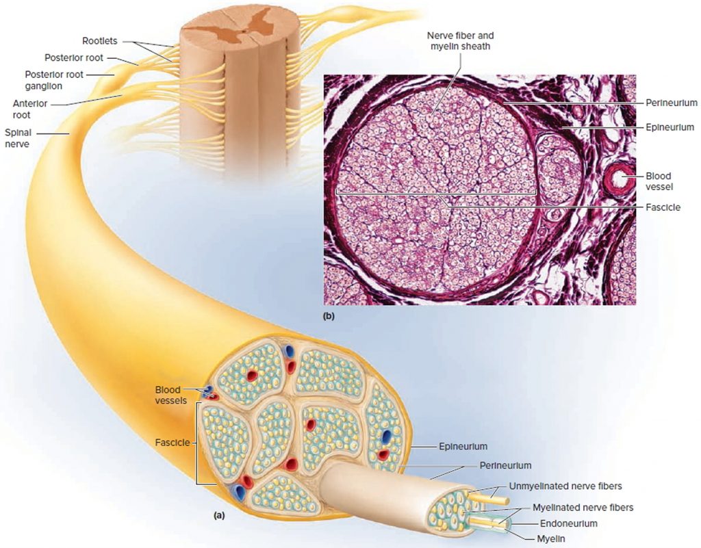 Sensory Nervous System - Organs and Functions