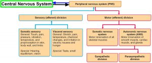 Nervous System - Central and Peripheral Nervous System Function