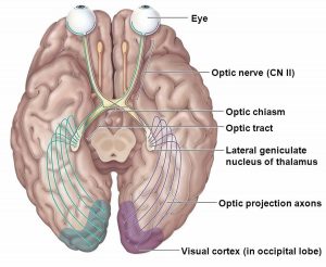 Human Eye Anatomy - Parts of the Eye and Structure of the Human Eye