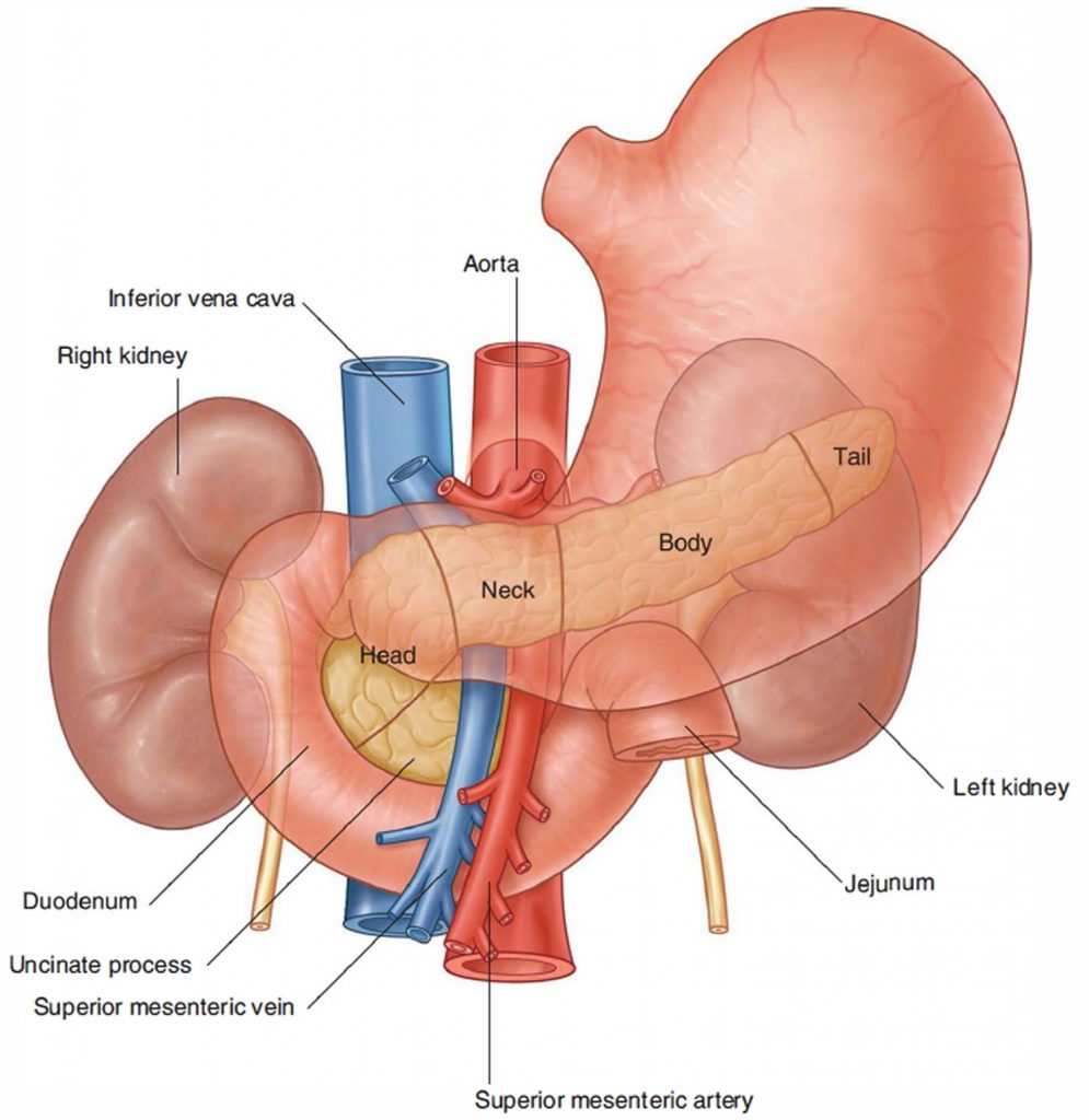 Pancreas Location Anatomy And Function In Digestion   Pancreas 995x1024 