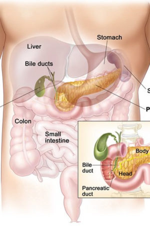 pancreas location