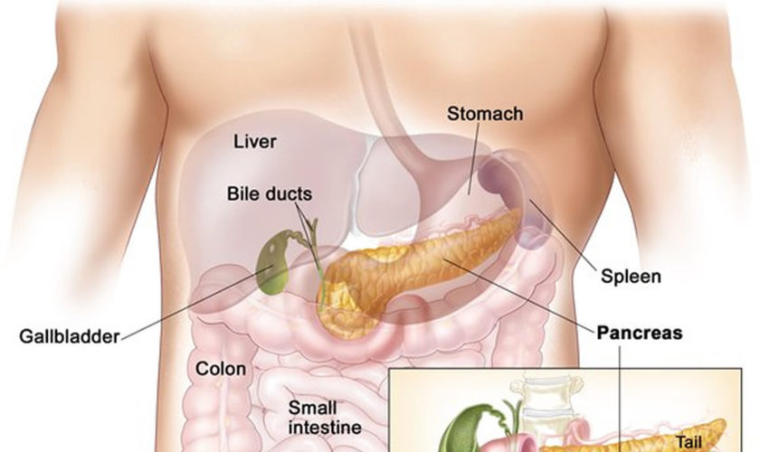 pancreas location
