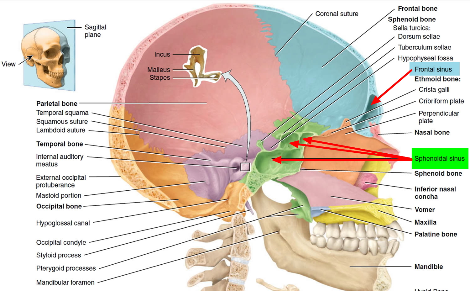 Where Are Your Sinus Cavities Located