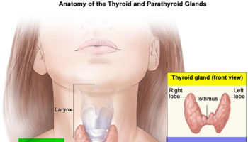 Pineal Gland & its Function - Cyst & Calcified Pineal Gland