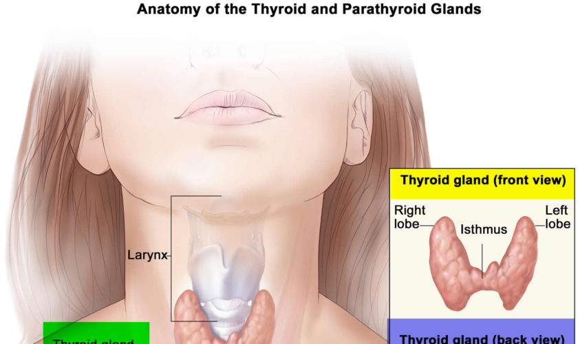 parathyroid gland location