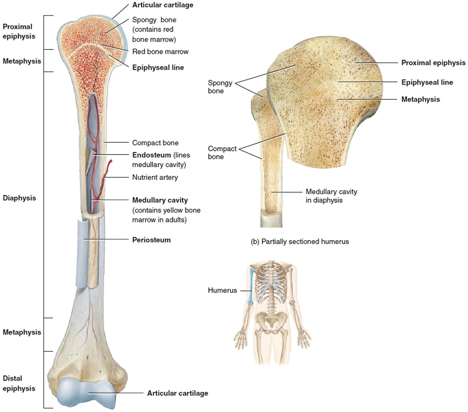 neither short nor flat bones contain a medullary cavity.