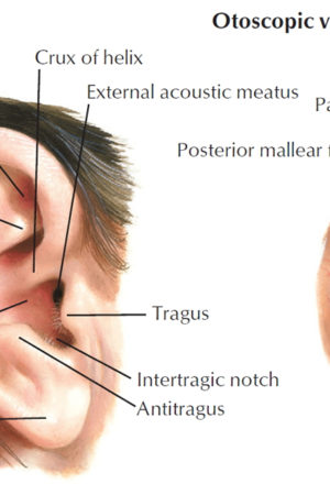 parts of the ear