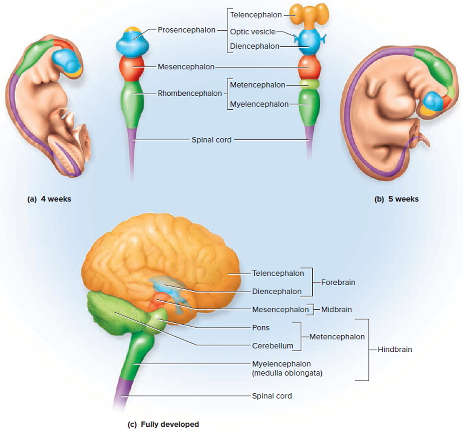 Конечности мозг. Telencephalon части. Telencephalon строение. Myelencephalon Mesencephalon. Cerebral vesicles.