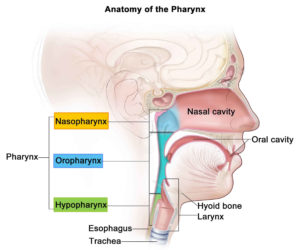 Pharynx - Anatomy & Function in Respiratory System