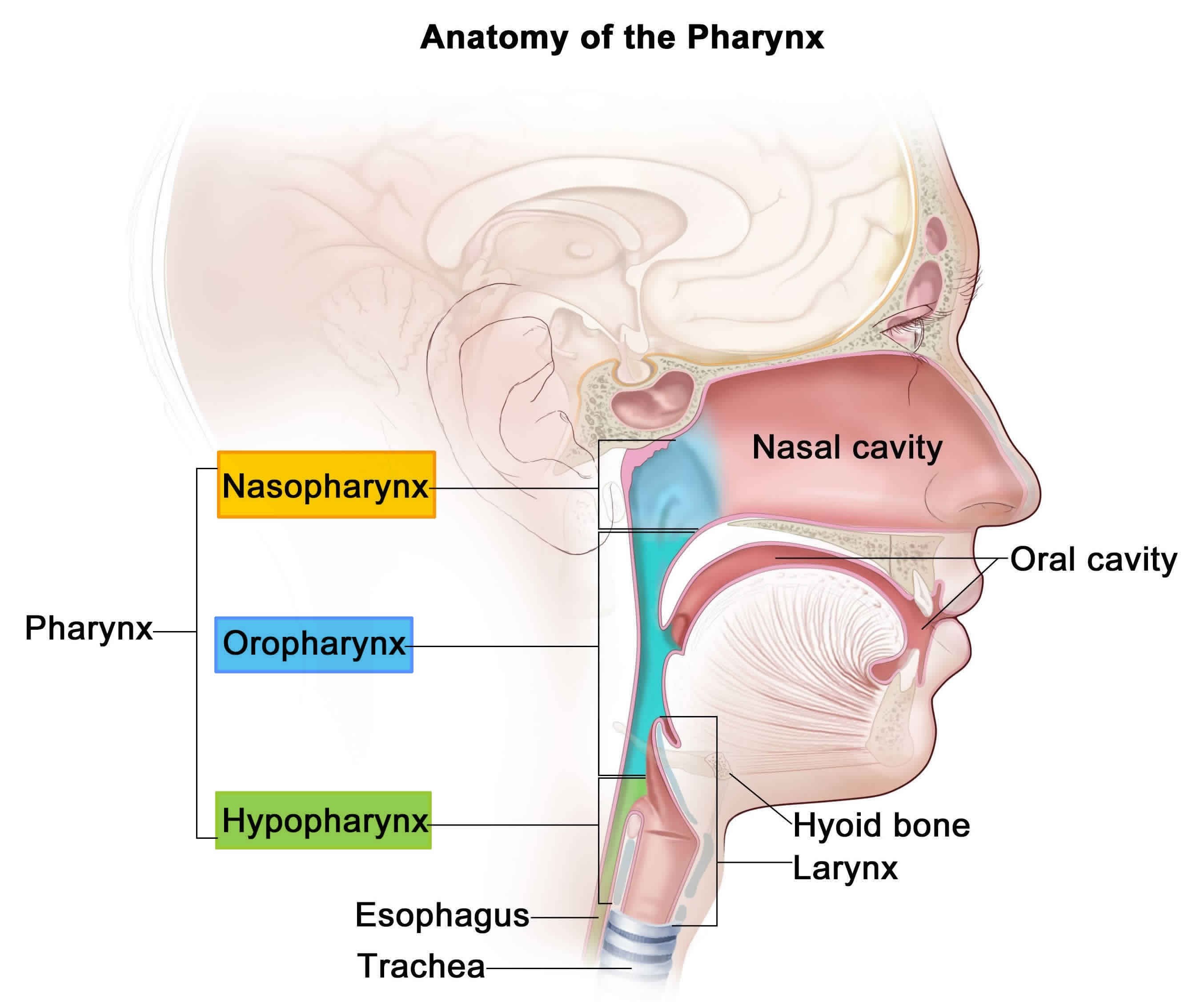 Anatomy Of Larynx And Pharynx Anatomical Charts And Posters 3423