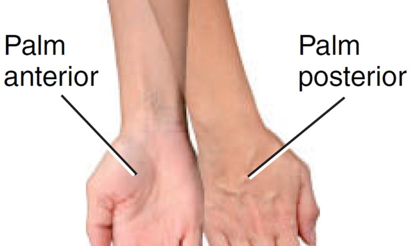 pronation and supination