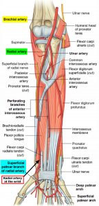 Radial Artery - Location in the Arm for Radial Artery Catheterization