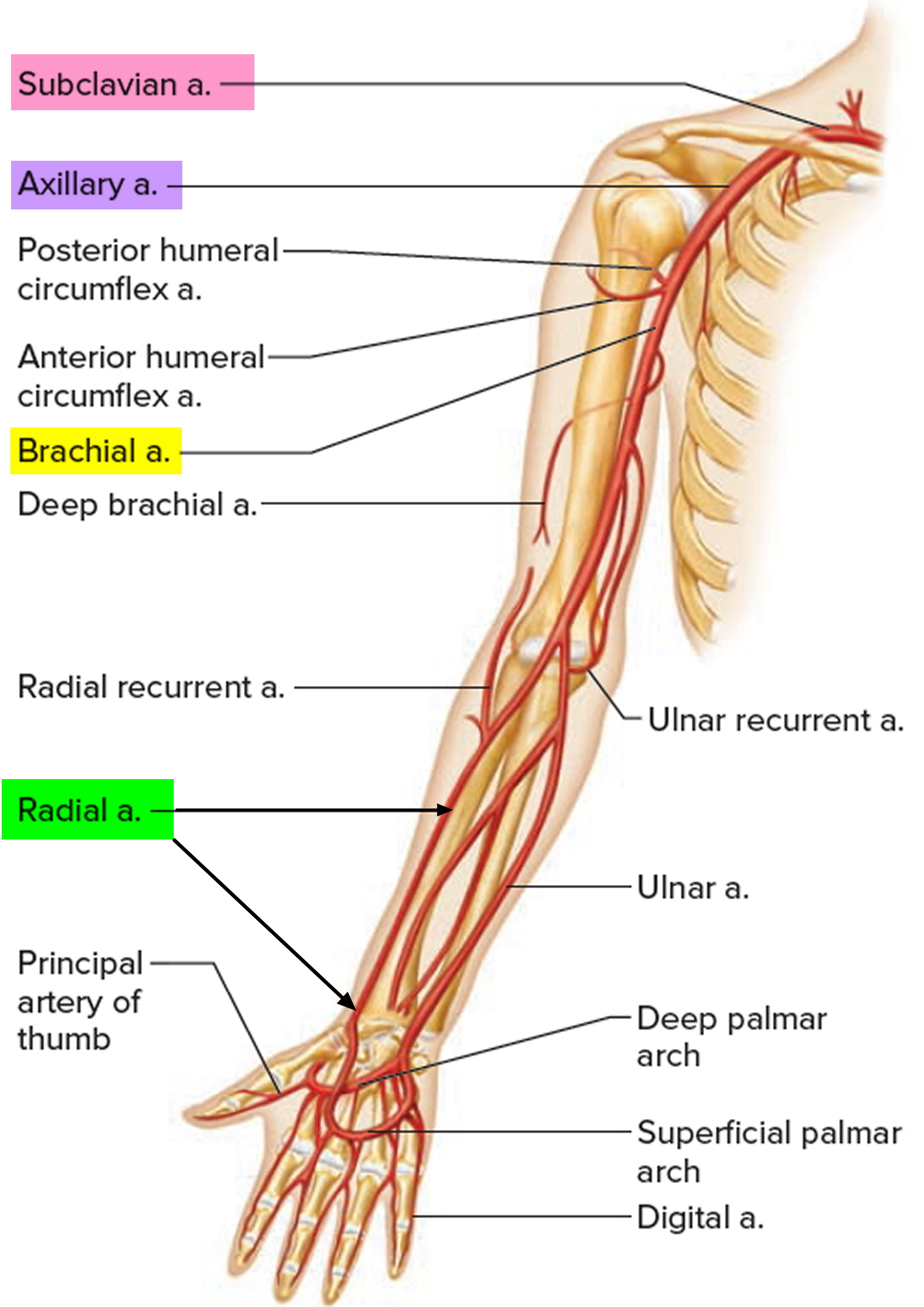 Radial Artery - Location in the Arm for Radial Artery Catheterization