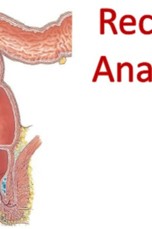 rectum anatomy