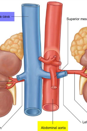 renal artery