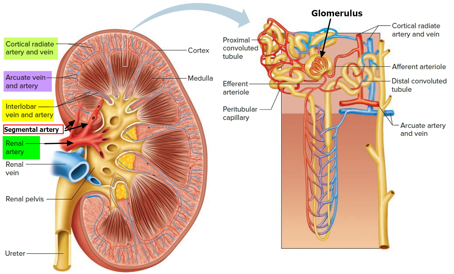 Renal function. Interlobar artery.