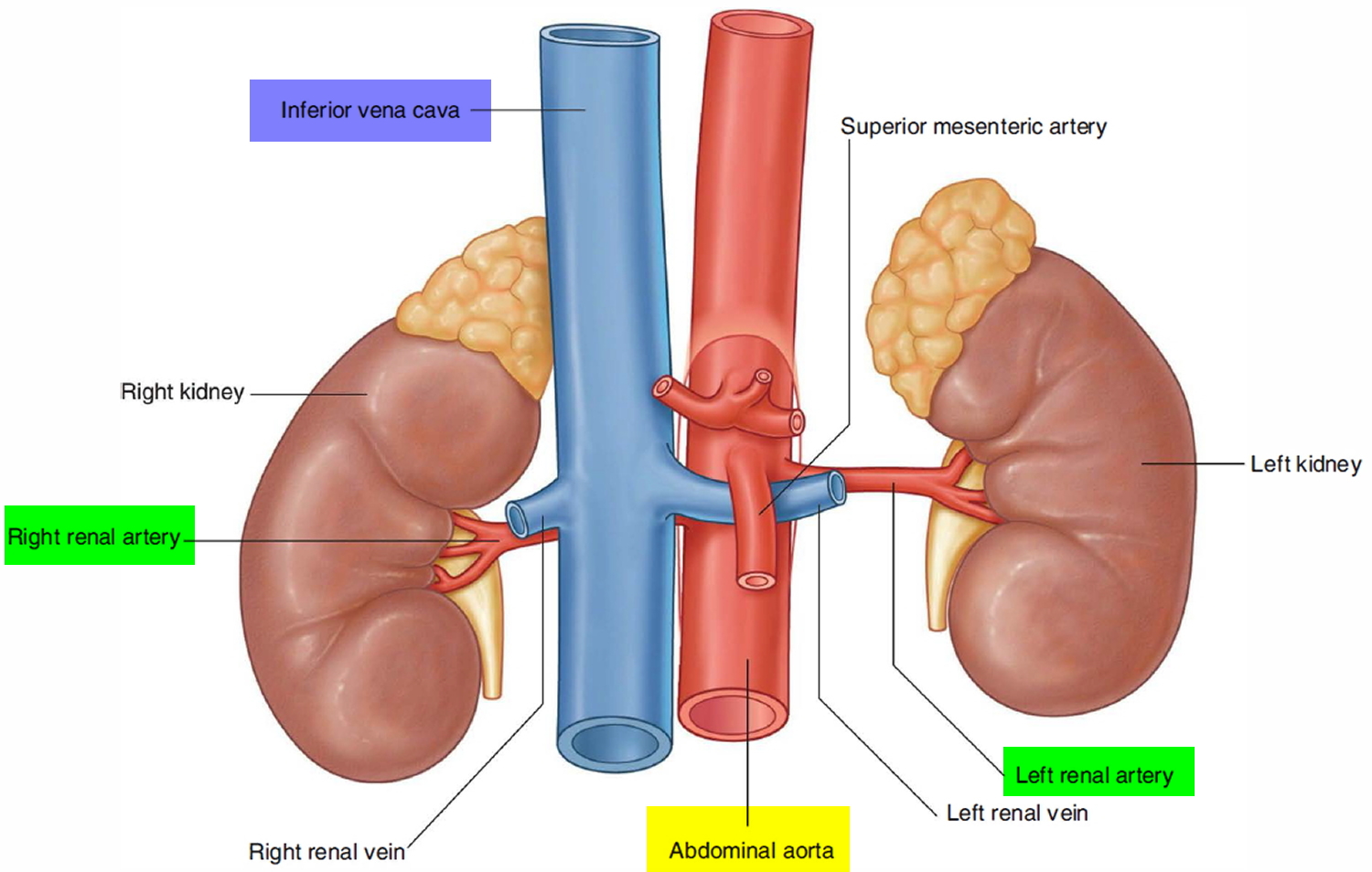 Most Common Location Of Renal Artery Stenosis