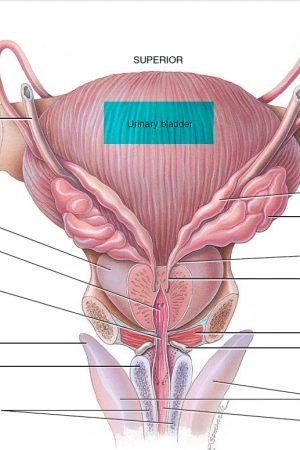 seminal vesicle