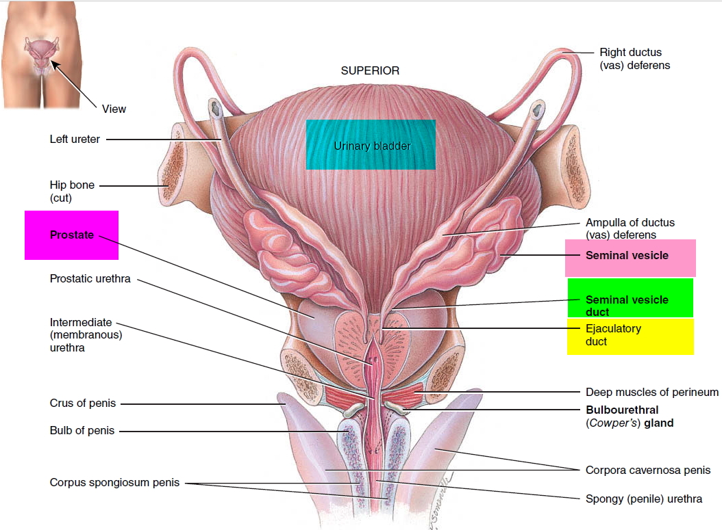 Seminal Vesicle Anatomy Location Function Inflammation Cancer