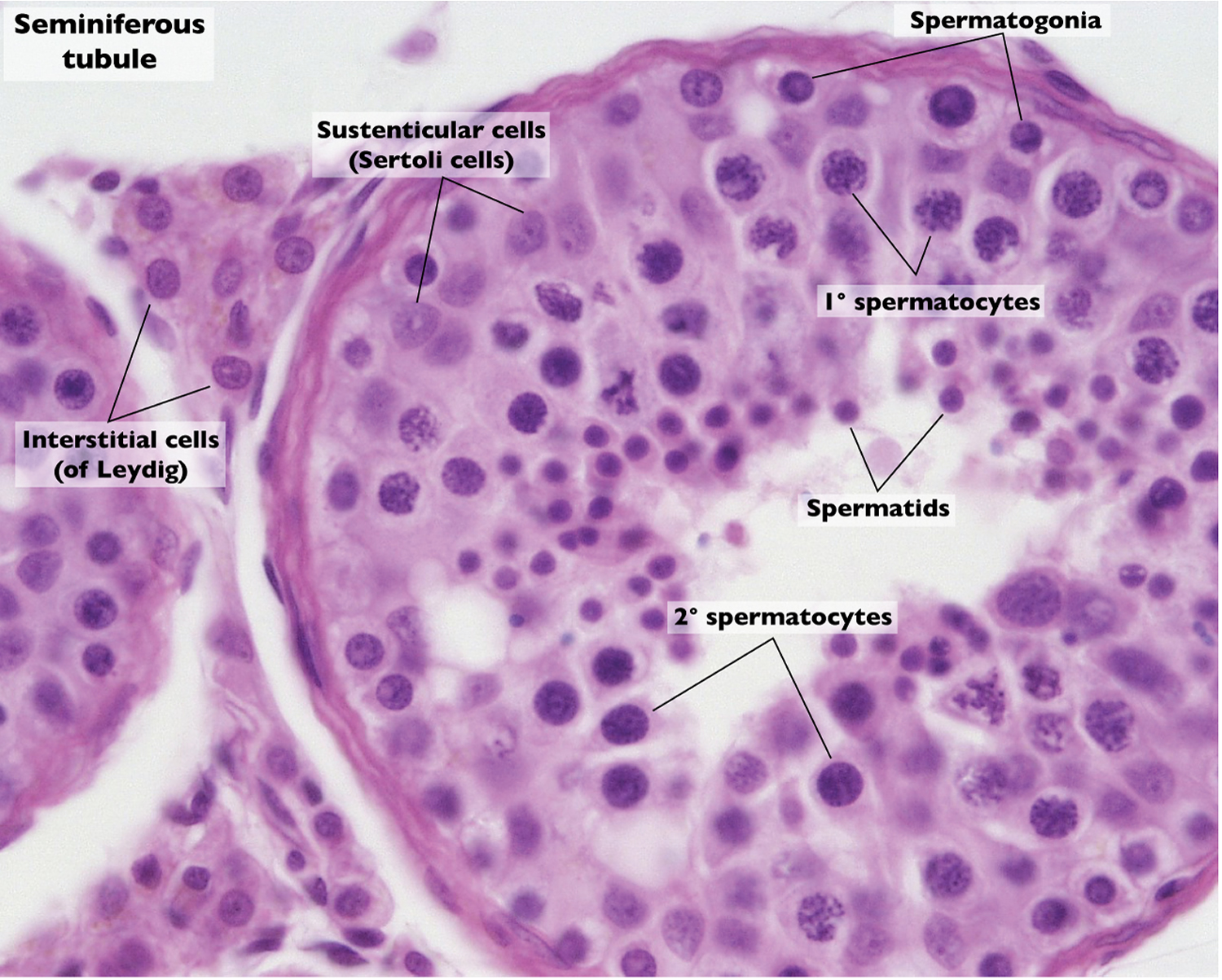 Human Testicles Anatomy, Inside Structure, Function and Location