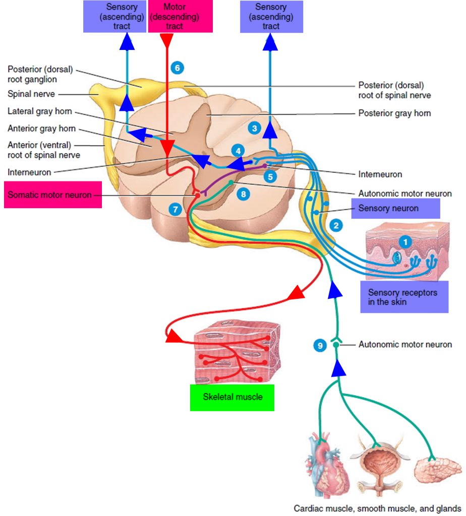 Lower Motor Neuron Lesion Causes Signs And Symptoms 0032