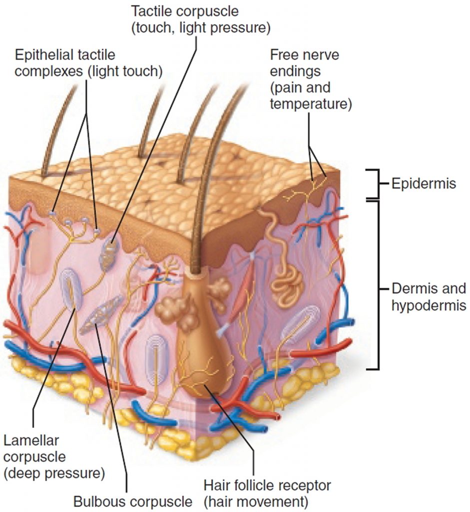 nerve-supply-of-skin-of-face-neck-scalp-sensory-anatomy-youtube