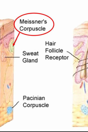 sensory receptors nerve endings