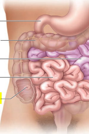 small intestine