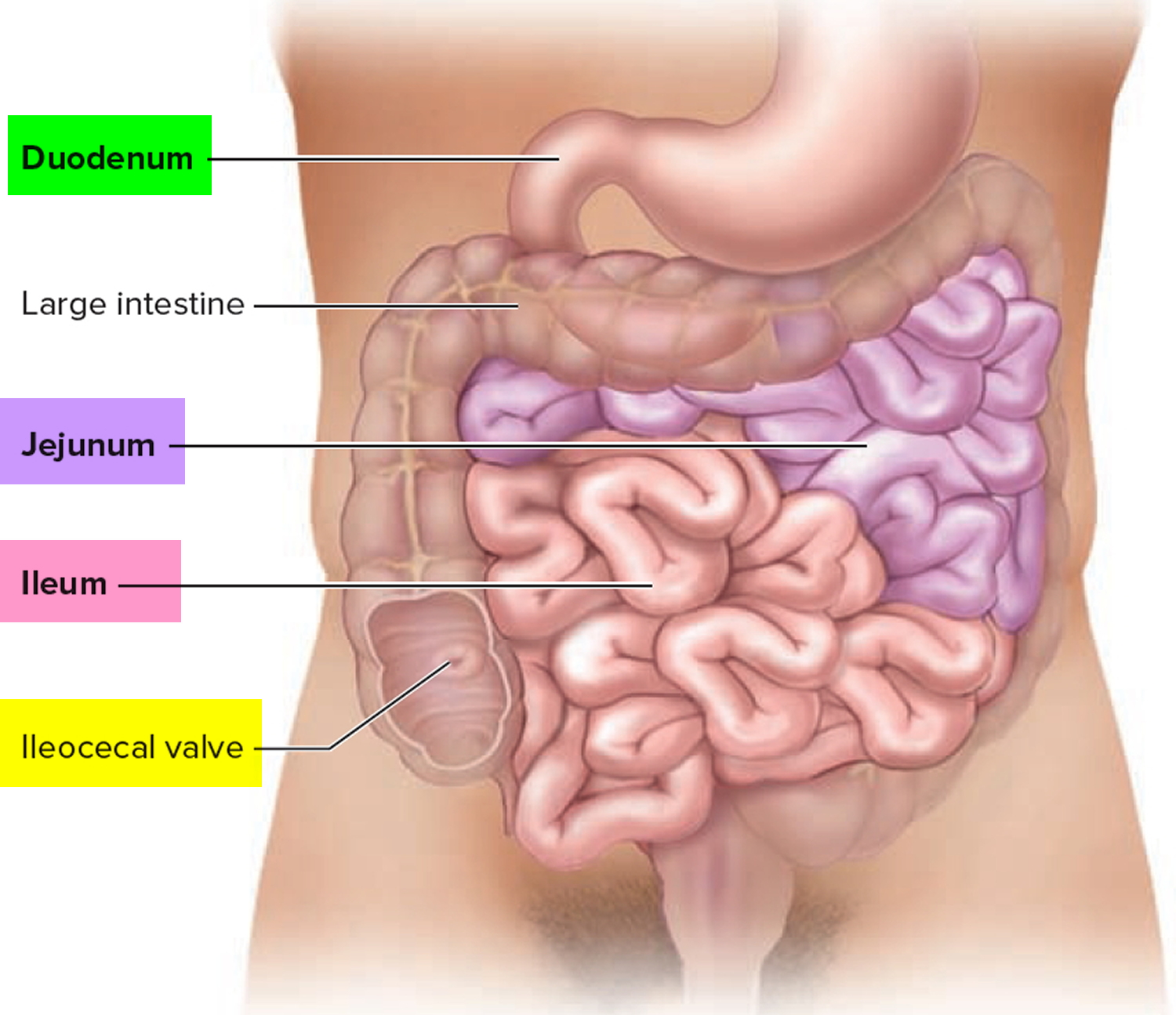 What Is Small Intestine In Human Body