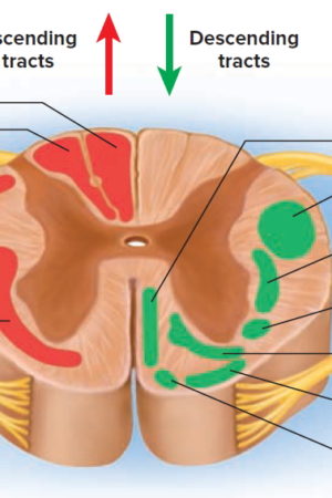 spinal cord tracts