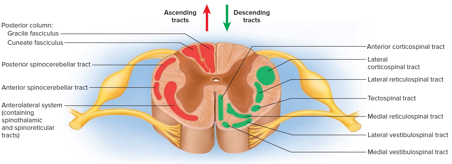 What Is The Other Name For Spinal Cord