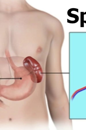 spleen