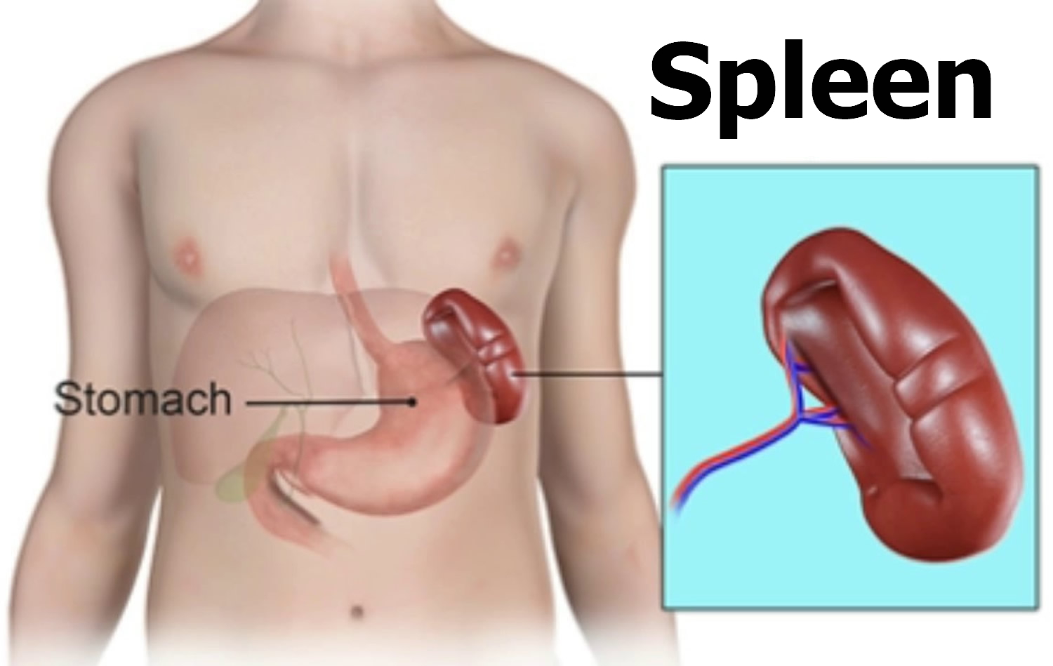 where is the spleen        <h3 class=