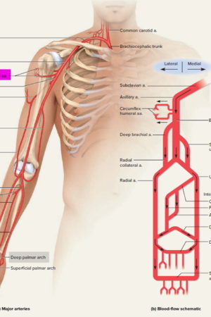 subclavian artery branches
