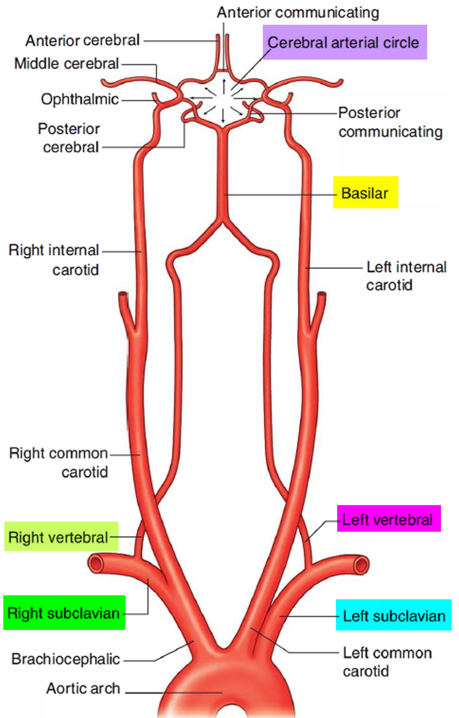 Vertebral Artery Segments Stenosis And Artery Dissection Symptoms